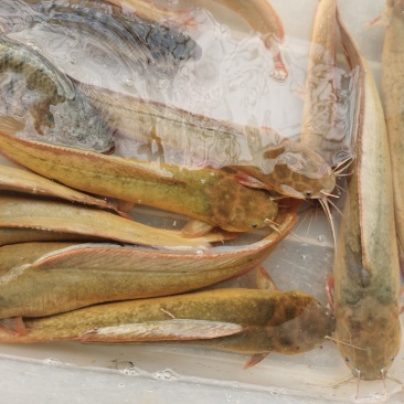 塘鲺3-8两