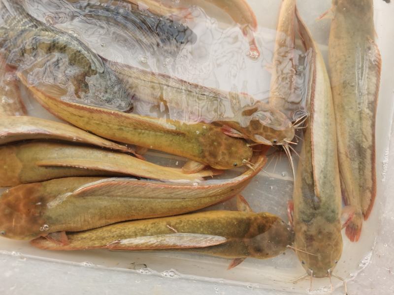 塘鲺3-8两