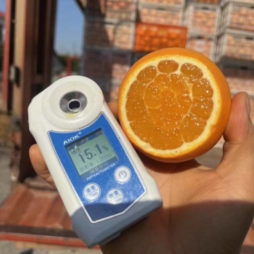 畅销九月红脐橙果冻橙糖度15湖北秭归基地直发一条龙