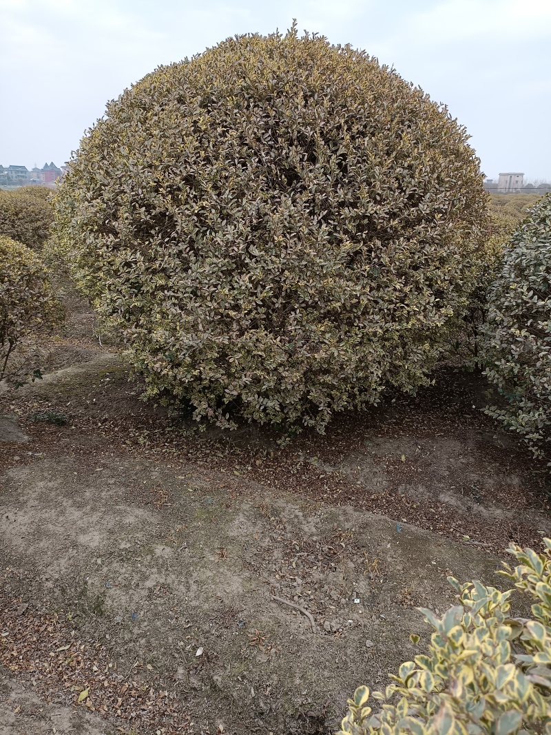 【银姬小蜡球】浙江绿化苗基地/货源充足/规格多样量大丛优