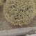 【银姬小蜡球】浙江绿化苗基地/货源充足/规格多样量大丛优