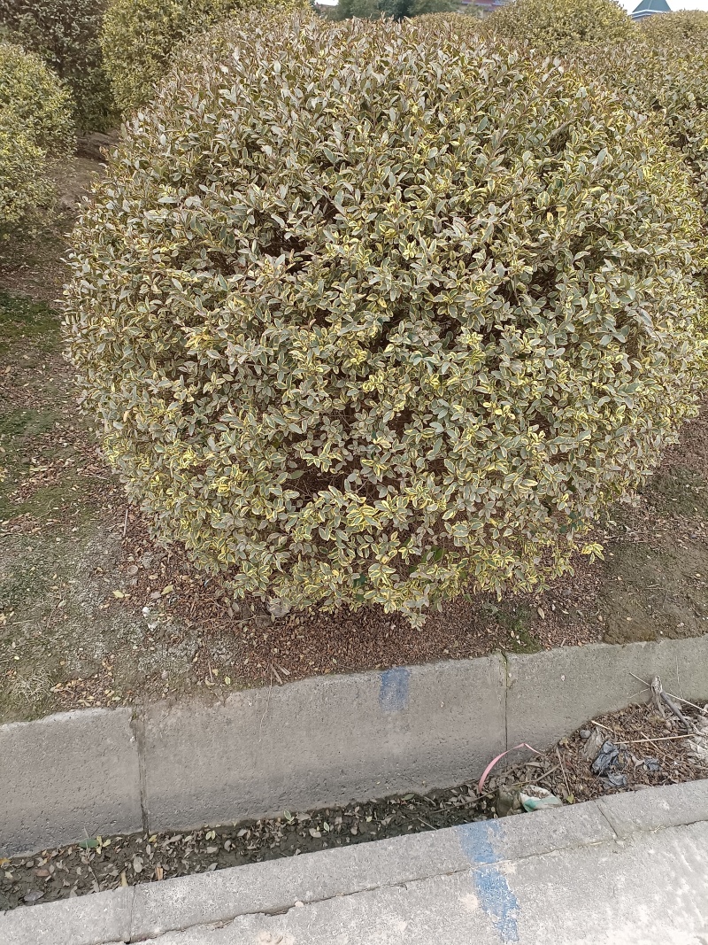 【银姬小蜡球】浙江绿化苗基地/货源充足/规格多样量大丛优