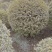 【银姬小蜡球】浙江绿化苗基地/货源充足/规格多样量大丛优
