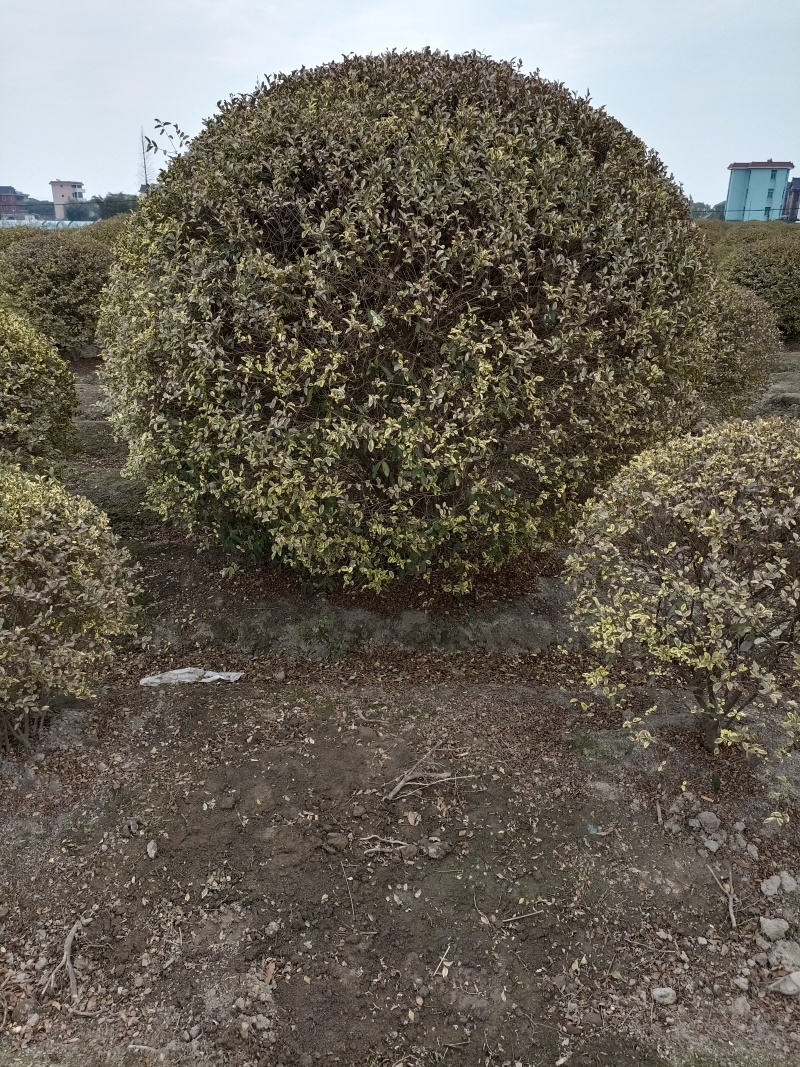 【银姬小蜡球】浙江绿化苗基地/货源充足/规格多样量大丛优
