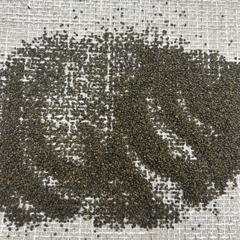 浙江沙苑子沙苑子颜色好新货散装选货中药材批发各种规格齐全