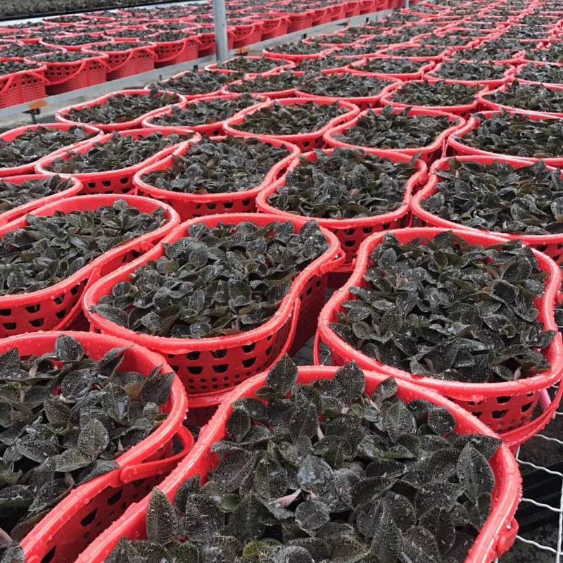 福建南靖自金线莲（节日礼篮）规格齐全，量大价优，对接全国