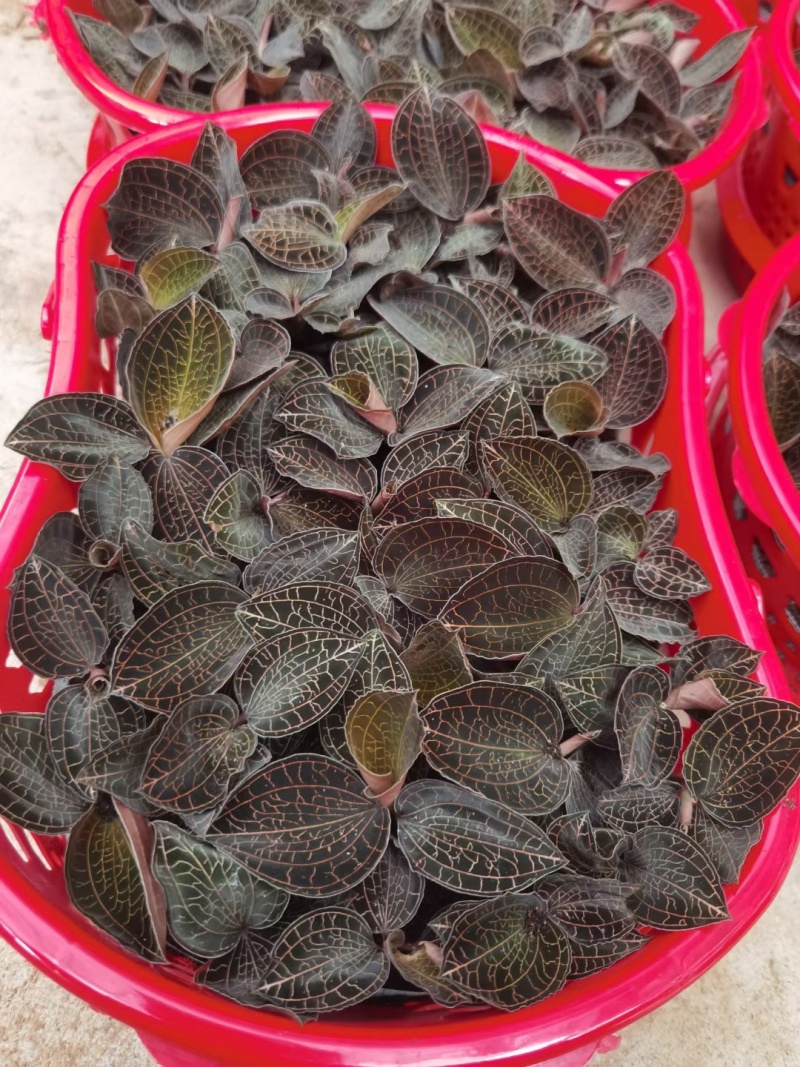 福建南靖自金线莲（节日礼篮）规格齐全，量大价优，对接全国