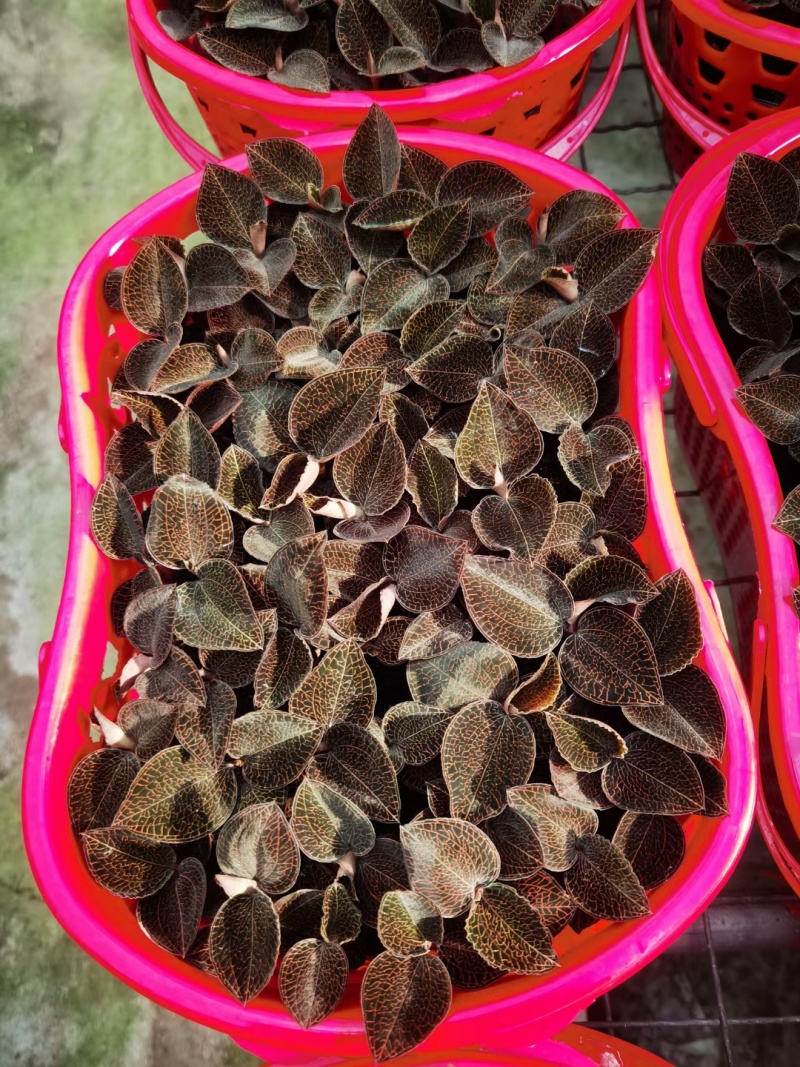 福建南靖自金线莲（节日礼篮）规格齐全，量大价优，对接全国
