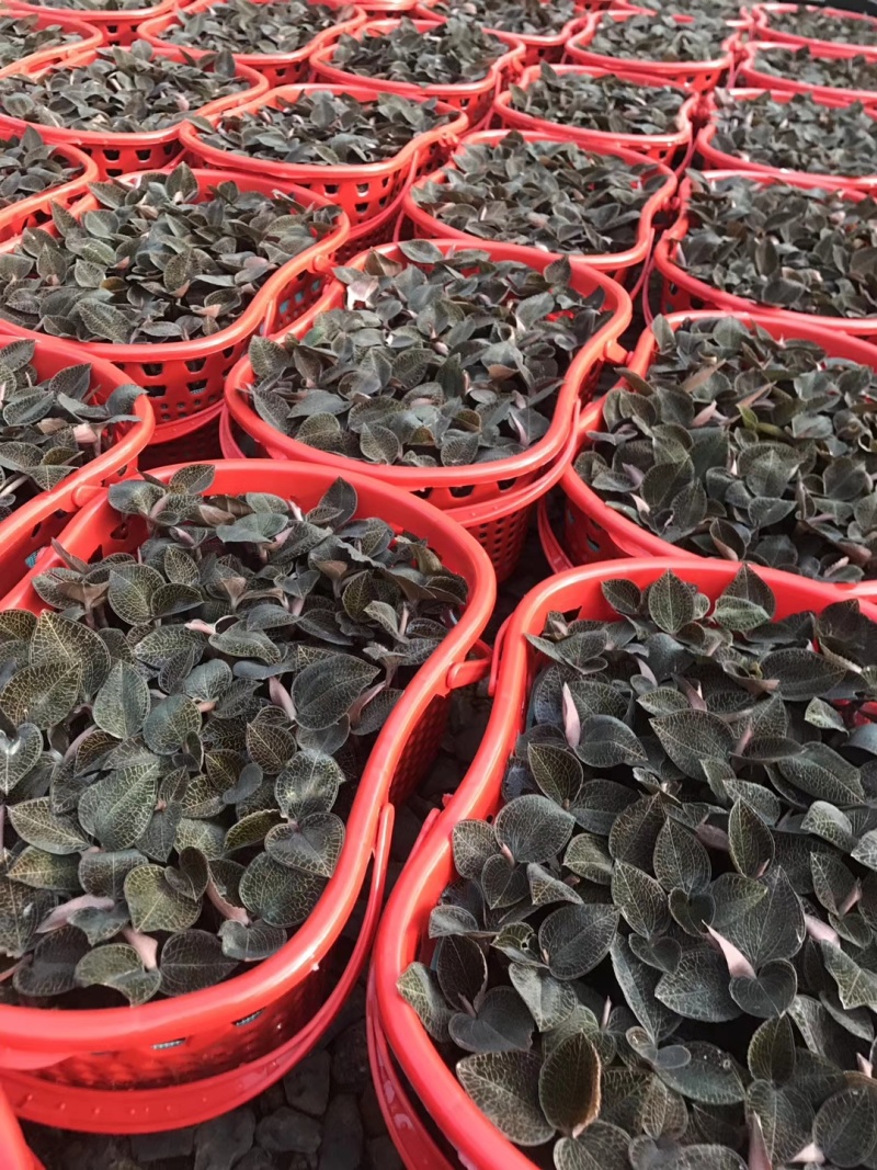 福建南靖自金线莲（节日礼篮）规格齐全，量大价优，对接全国