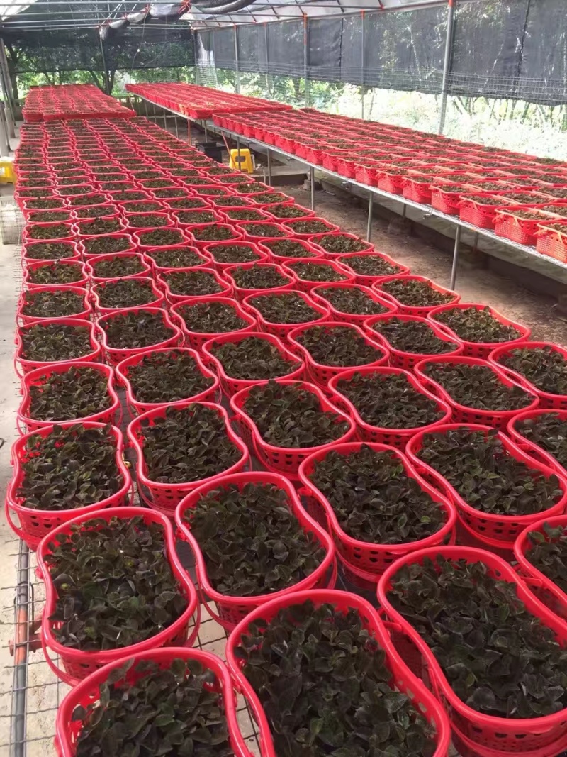 福建南靖自金线莲（节日礼篮）规格齐全，量大价优，对接全国