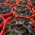 福建南靖自金线莲（节日礼篮）规格齐全，量大价优，对接全国