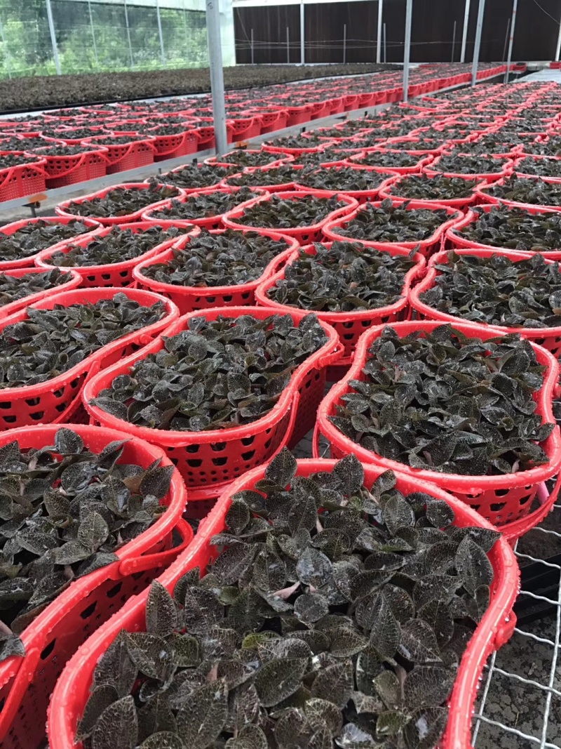 福建南靖自金线莲（节日礼篮）规格齐全，量大价优，对接全国