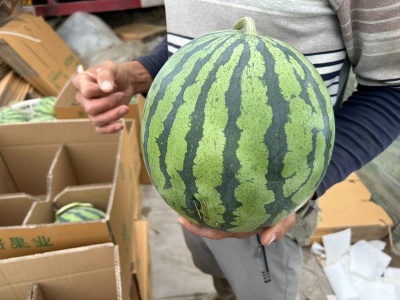 【推荐】江苏盐城东台西瓜8424西瓜实力代办货源充足产地