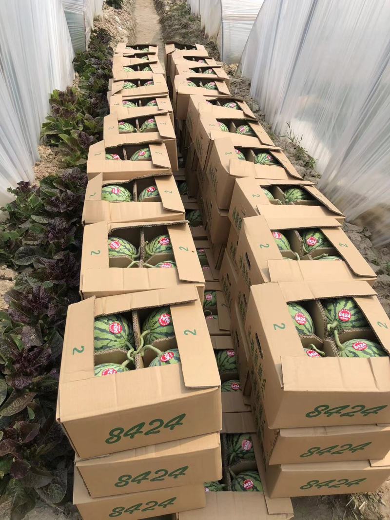 【推荐】江苏盐城东台西瓜8424西瓜实力代办货源充足产地