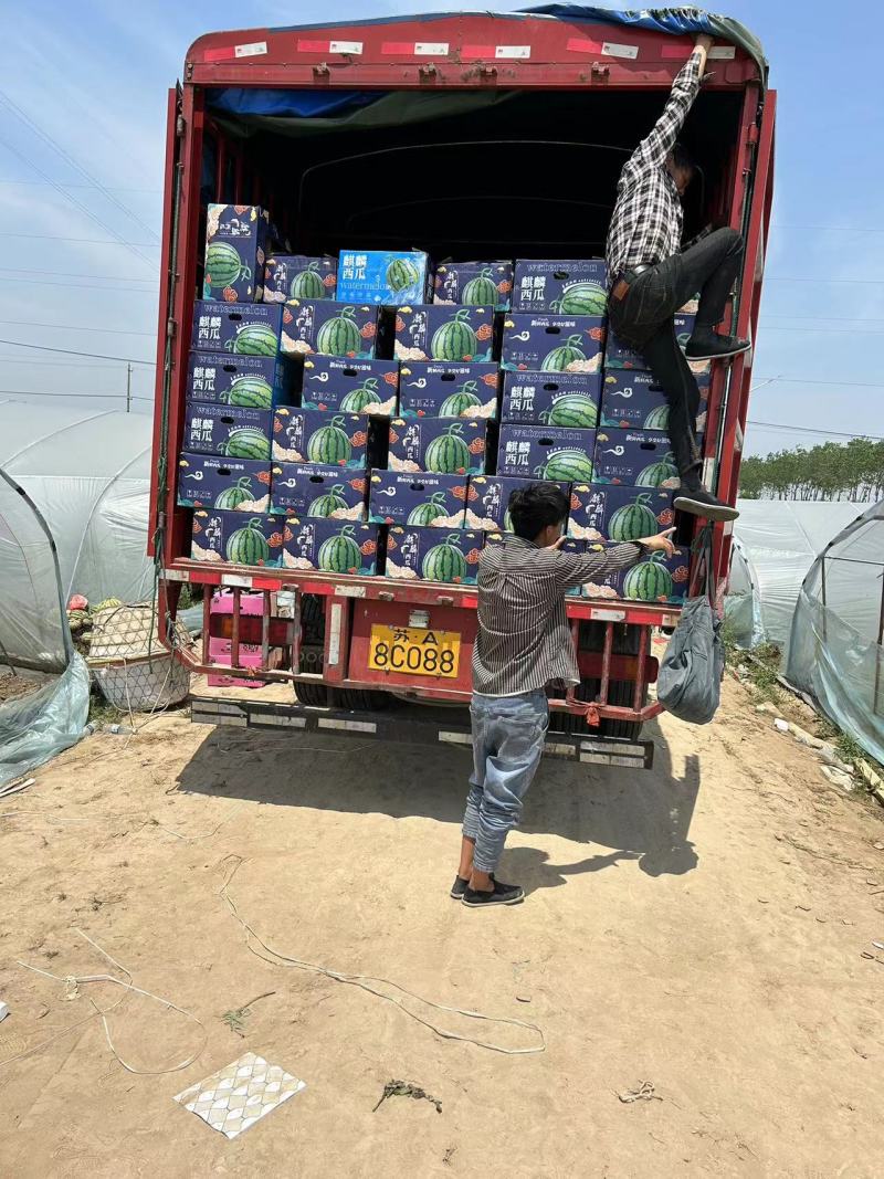 【推荐】江苏盐城东台西瓜8424西瓜实力代办货源充足产地