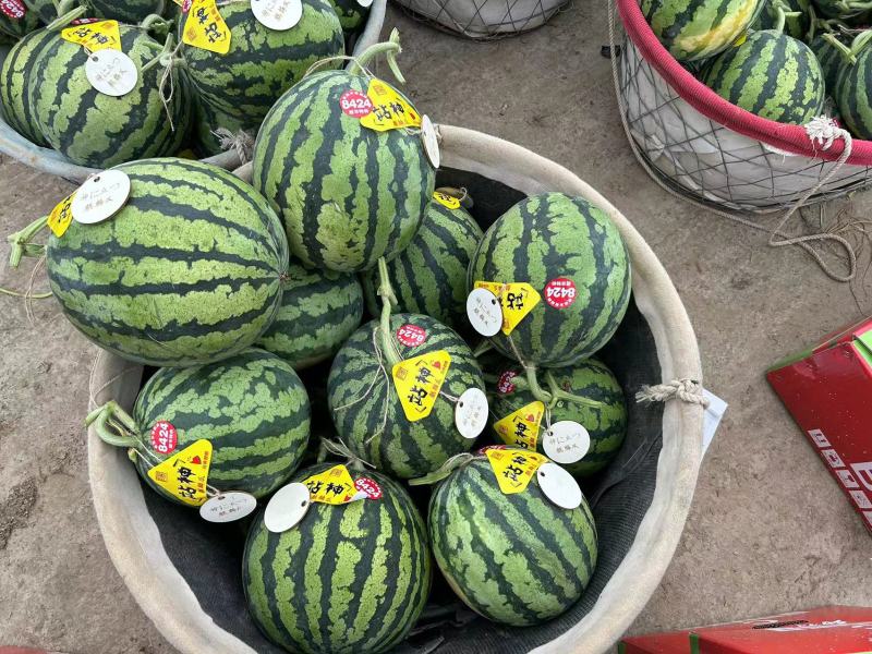【推荐】江苏盐城东台西瓜8424西瓜实力代办货源充足产地