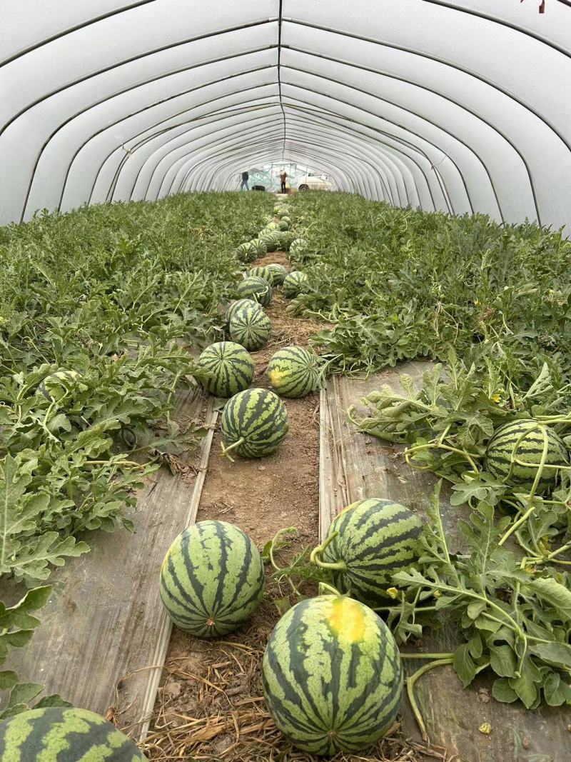 【推荐】江苏盐城东台西瓜8424西瓜实力代办货源充足产地