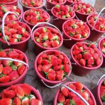雪里香草莓甜宝草莓小件起批10斤可发欢迎，量大从优
