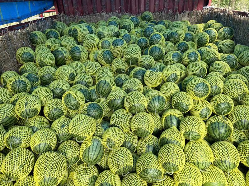 【推荐】东台西瓜特小凤西瓜，实力代办，果型好熟度高！