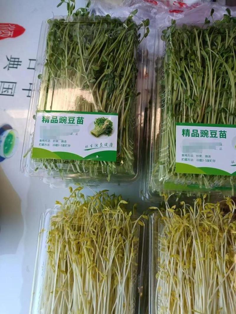 【精品】豌豆芽大量供应保质保量对接全国客商批发零售都可