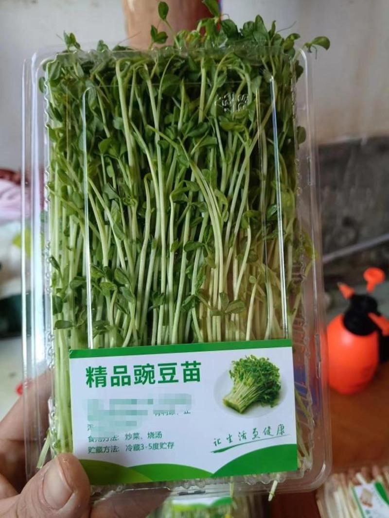 【精品】豌豆芽大量供应保质保量对接全国客商批发零售都可