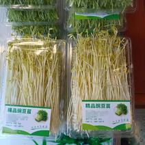 【推荐】云南红河豌豆芽大量供应新鲜保质保量量大从优水培育