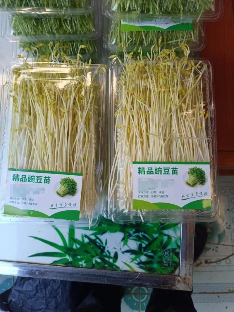 【推荐】云南红河豌豆芽大量供应新鲜保质保量量大从优水培育