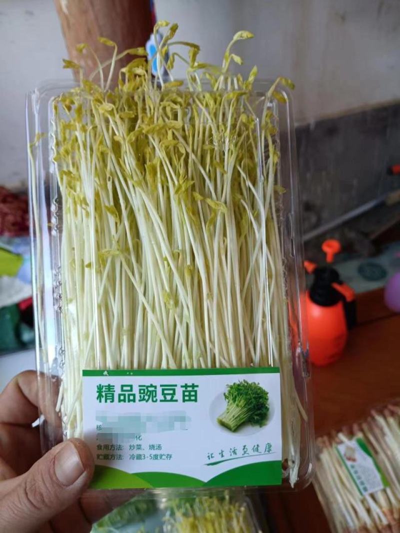 【推荐】云南红河豌豆芽大量供应新鲜保质保量量大从优水培育