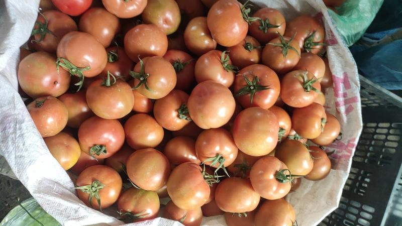 精品西红柿，产地直发质量保证可视频看货欢迎实地考察合作