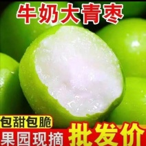 广西平南县牛奶枣蜜丝枣现摘发货