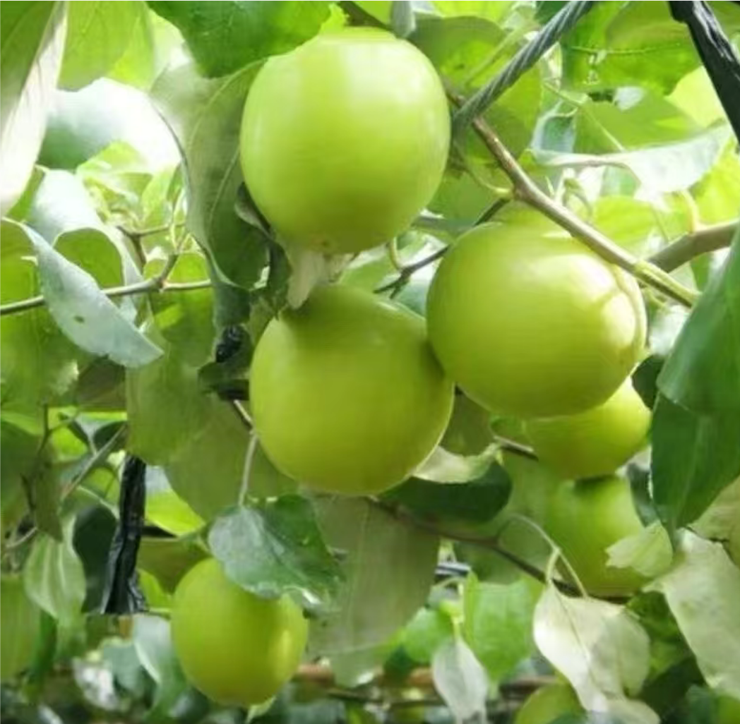 展示一颗完整牛奶青枣的果实,果皮光滑,颜色翠绿,背景为自然果园环境 牛奶青枣果实特写