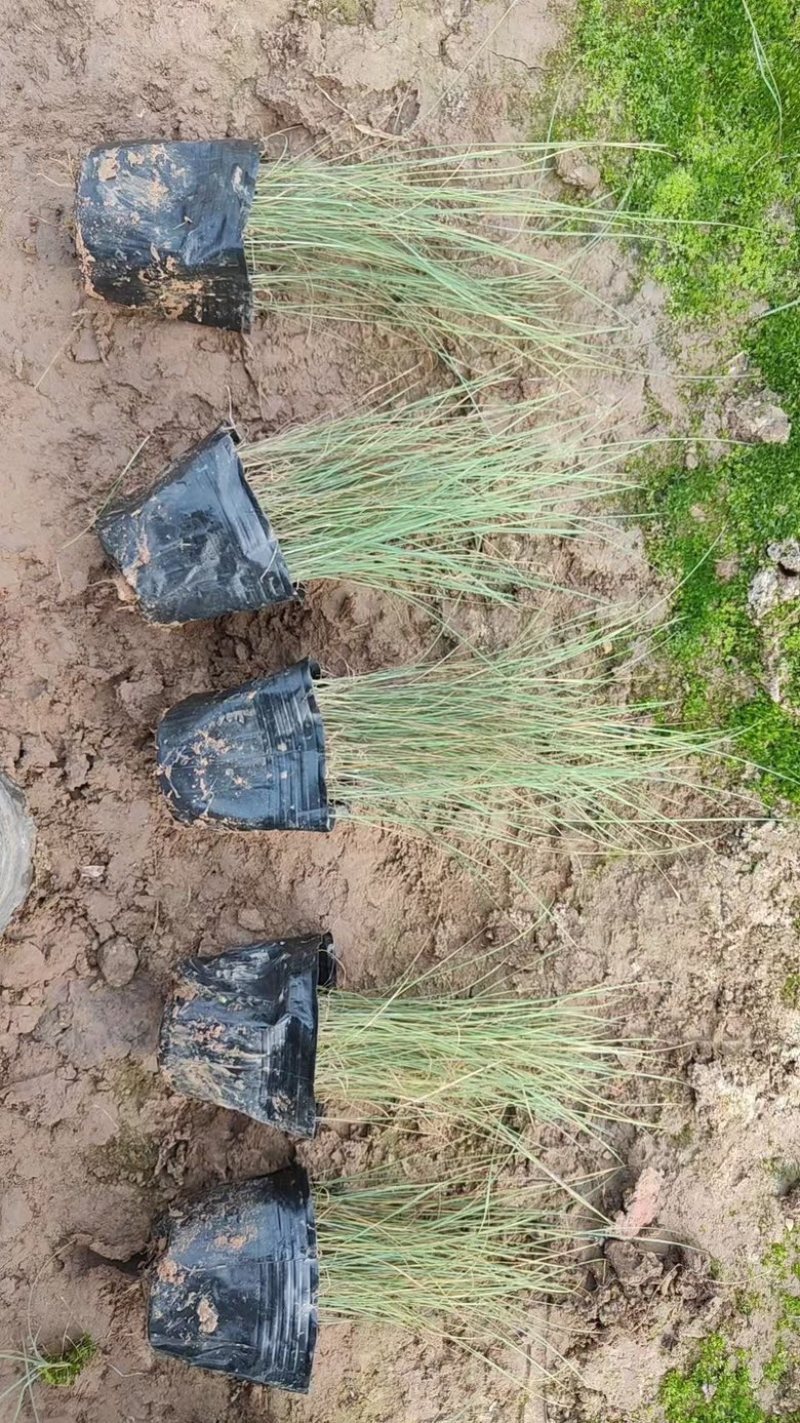 粉黛乱子草，工程苗，一手货源，基地直发，大量供应
