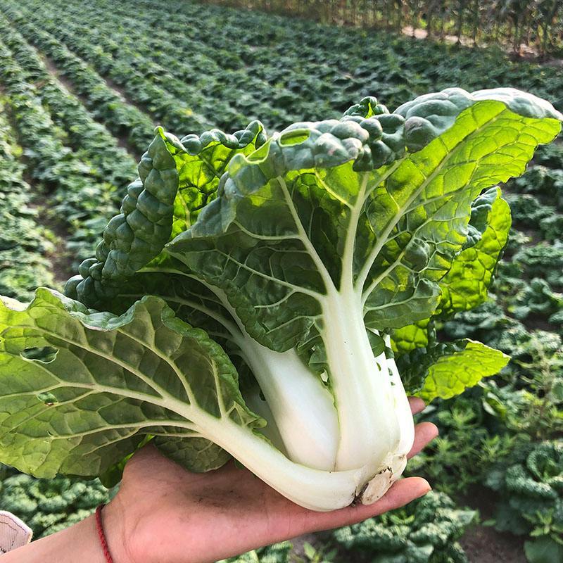 《黄心菜》现货大量供应常年供应市场加工厂量大从优