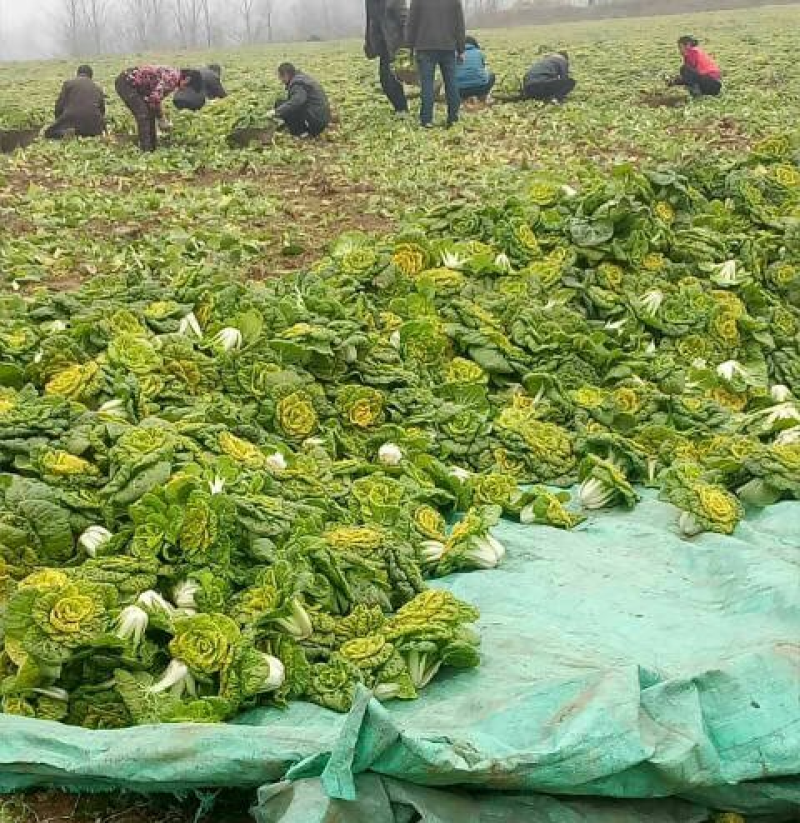 《黄心菜》现货大量供应常年供应市场加工厂量大从优