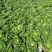 《黄心菜》现货大量供应常年供应市场加工厂量大从优
