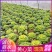 《黄心菜》现货大量供应常年供应市场加工厂量大从优