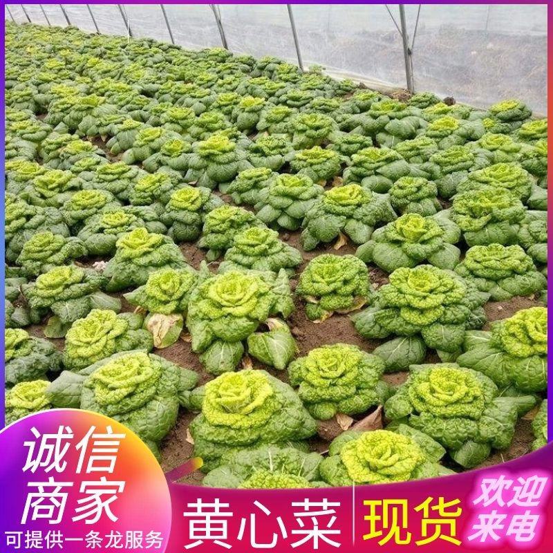 《黄心菜》现货大量供应常年供应市场加工厂量大从优