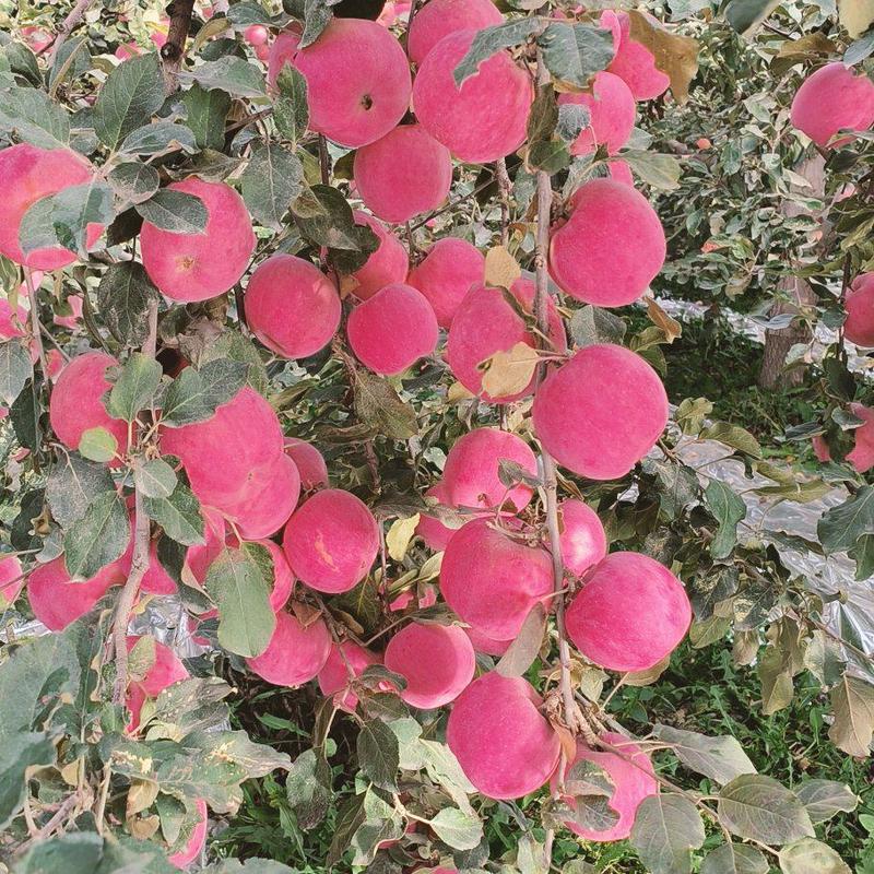新疆阿克苏红旗坡冰糖心红富士，苹果