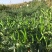 高辣518朝天椒种子，早熟，辣味浓，结椒多，耐湿耐热