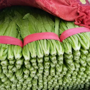 精品油麦菜