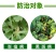 一帆波英佳32.5%苯甲嘧菌酯脂炭疽病黑斑病苯醚甲环唑