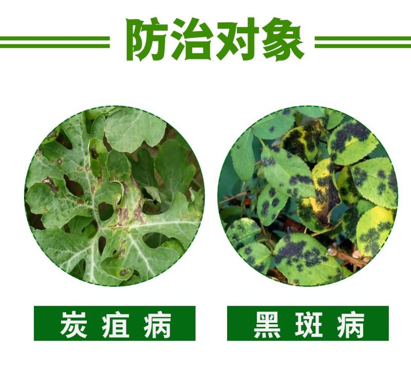 一帆波英佳32.5%苯甲嘧菌酯脂炭疽病黑斑病苯醚甲环唑