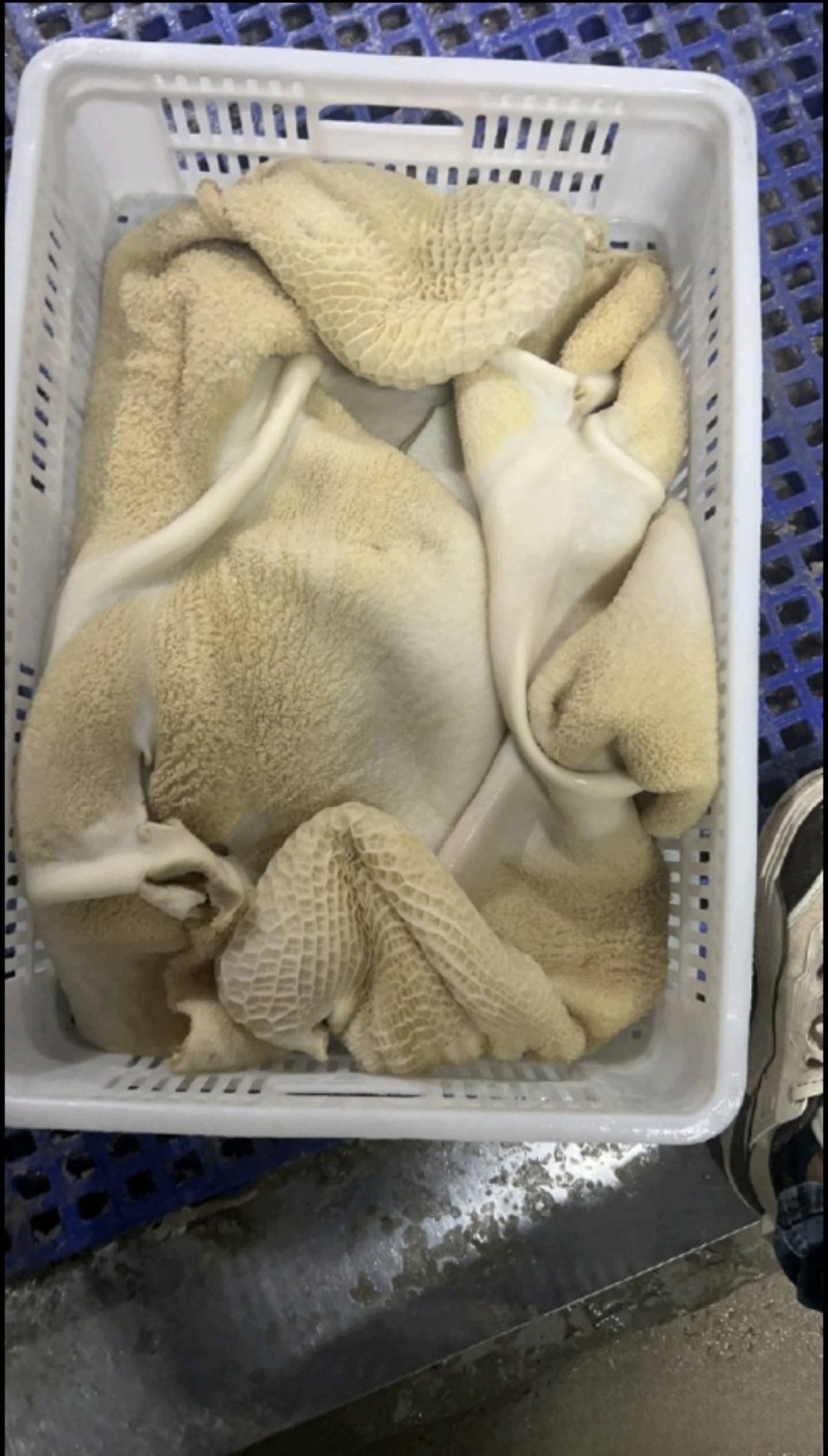 牛肚水熟无碱发水发牛肚牛肚牛肚牛肚牛肚牛肚熟牛肚