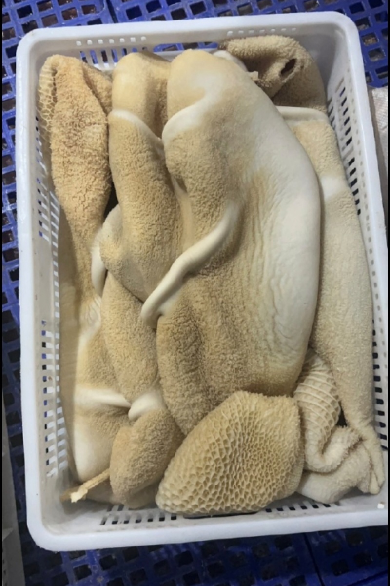牛肚水熟无碱发水发牛肚牛肚牛肚牛肚牛肚牛肚熟牛肚