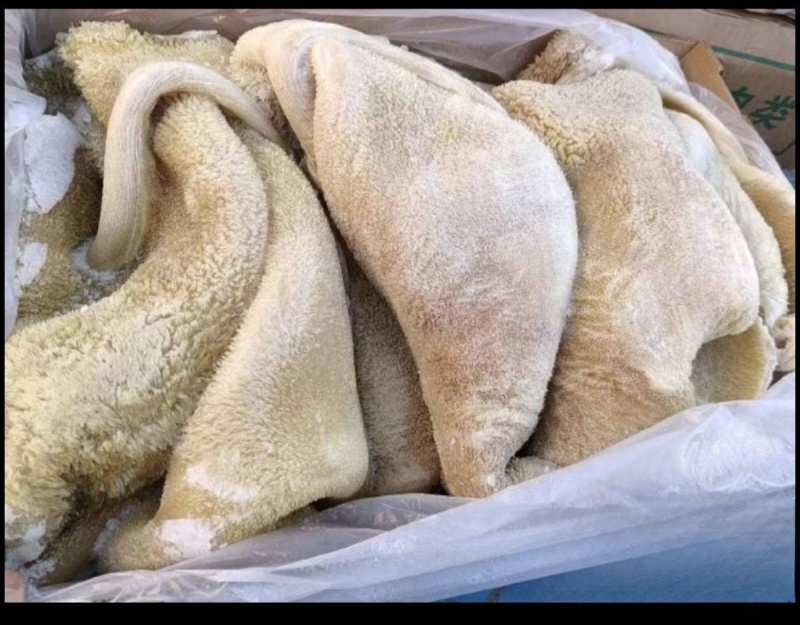 牛肚水熟无碱发水发牛肚牛肚牛肚牛肚牛肚牛肚熟牛肚