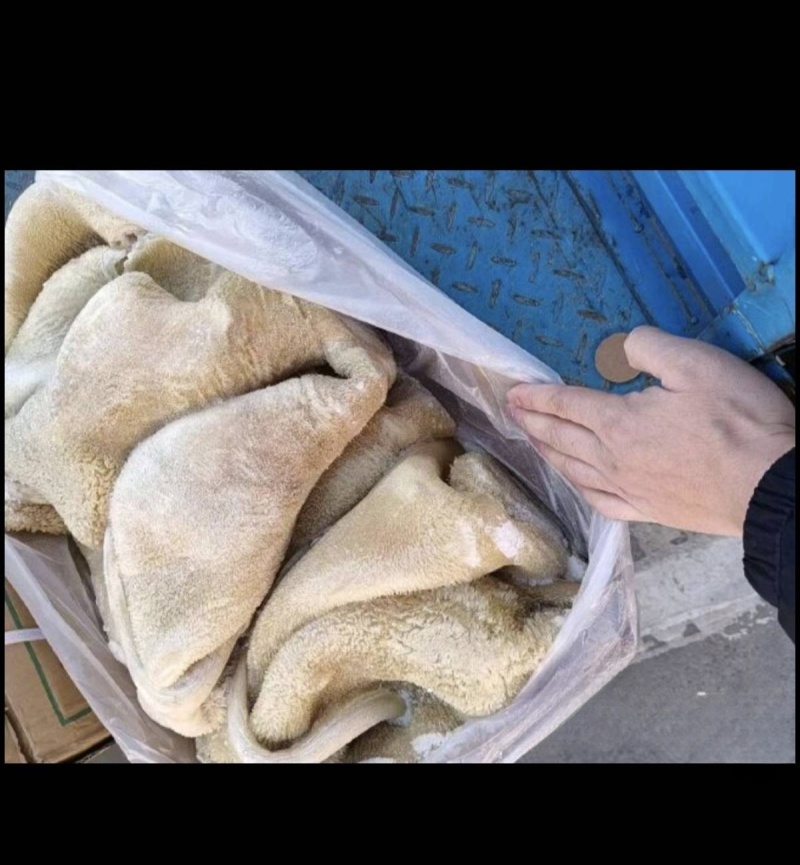 牛肚水熟无碱发水发牛肚牛肚牛肚牛肚牛肚牛肚熟牛肚