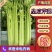 河北精品皇后芹菜大量供应产地直发价格美丽欢迎来电