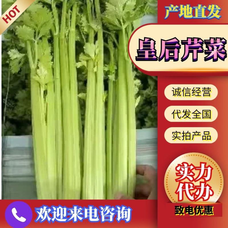 河北精品皇后芹菜大量供应产地直发价格美丽欢迎来电