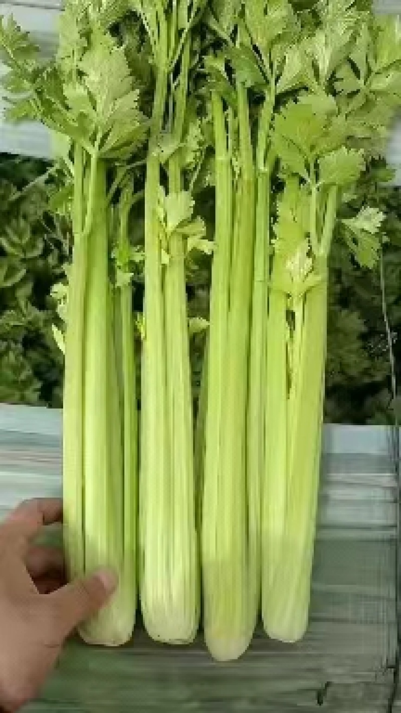 河北精品皇后芹菜大量供应产地直发价格美丽欢迎来电