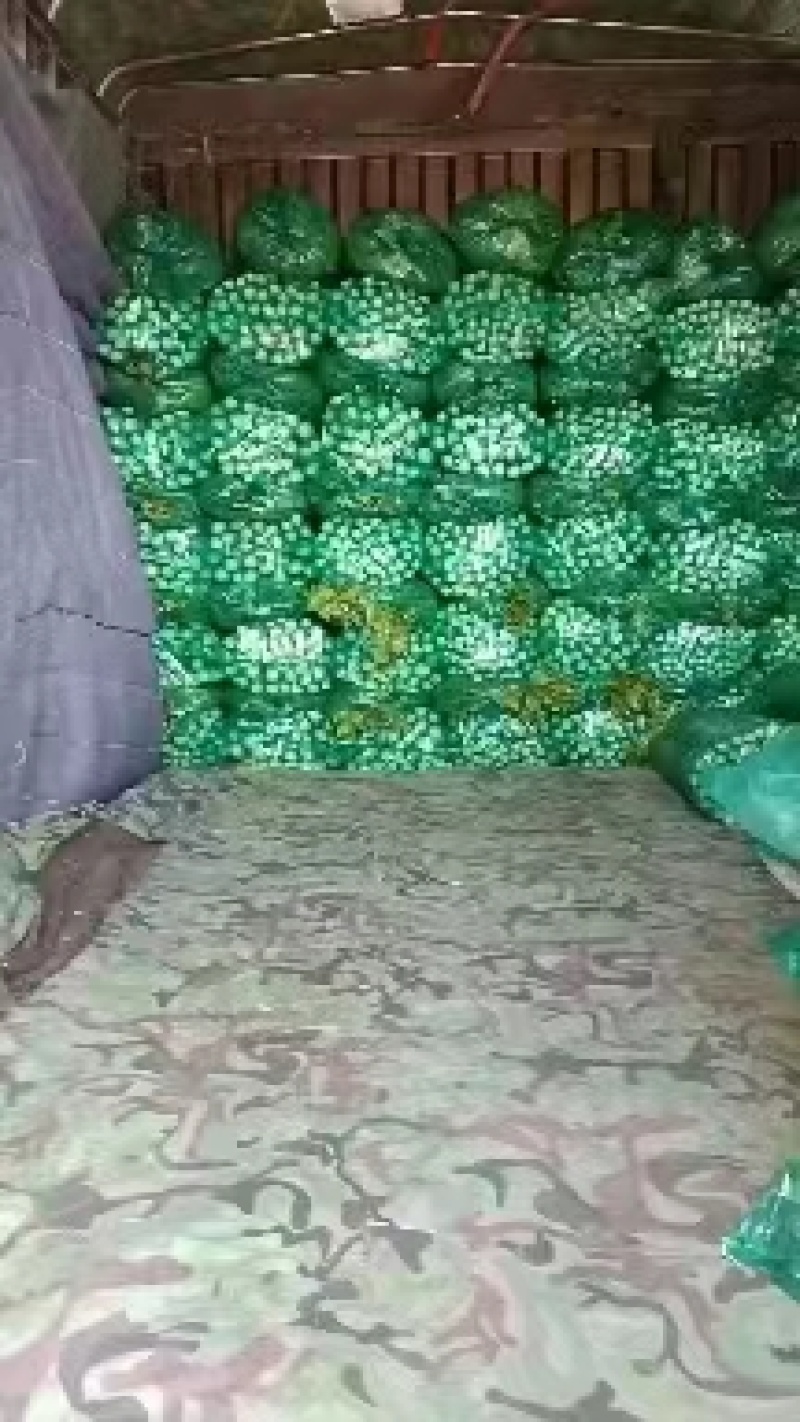 河北精品皇后芹菜大量供应产地直发价格美丽欢迎来电